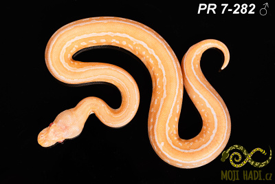 hadi na prodej, mládě, český chov hadů, odchov hadů, mojihadi.cz, Python regius, ballpython, krajta královská, Albino, pinstripe, black pastel, het Clown